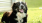 Pet Friendly Community